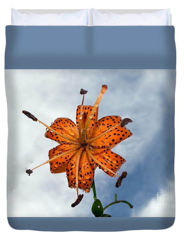 Lily Duvet Cover featuring the photograph Tiger Lily in a Shower by Kevin Fortier