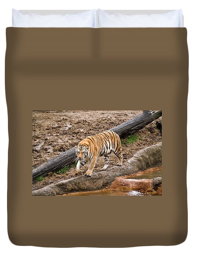 Prowl Duvet Cover featuring the photograph Tiger on the Prowl by Douglas Barnett