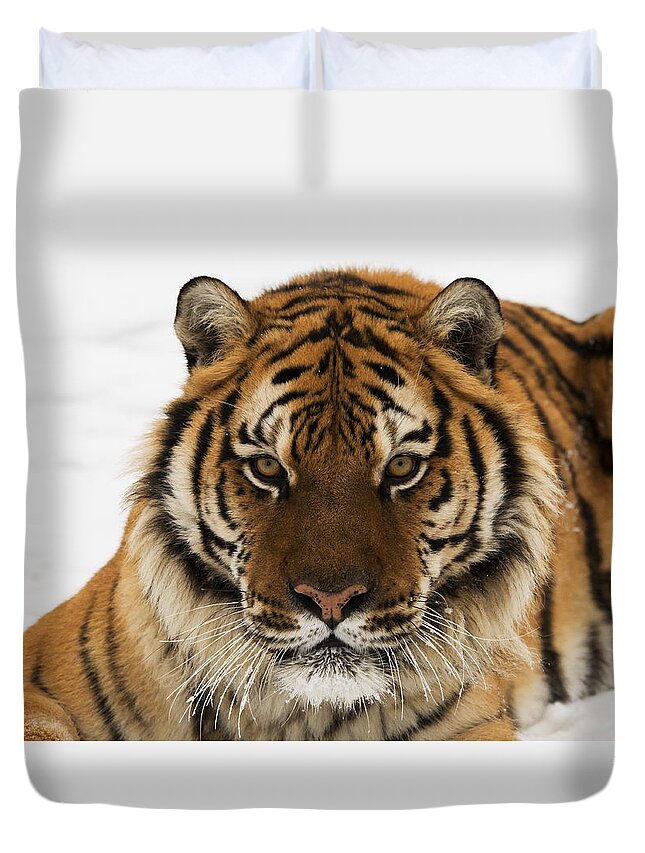 Tiger Duvet Cover featuring the photograph Tiger Stare by Scott Read