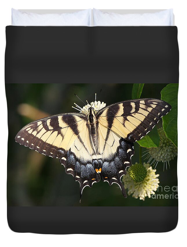 20140711-14137_v1-tigerswallowtail Duvet Cover featuring the photograph Tiger Swallowtail Butterfly on Button Bush by Robert E Alter Reflections of Infinity