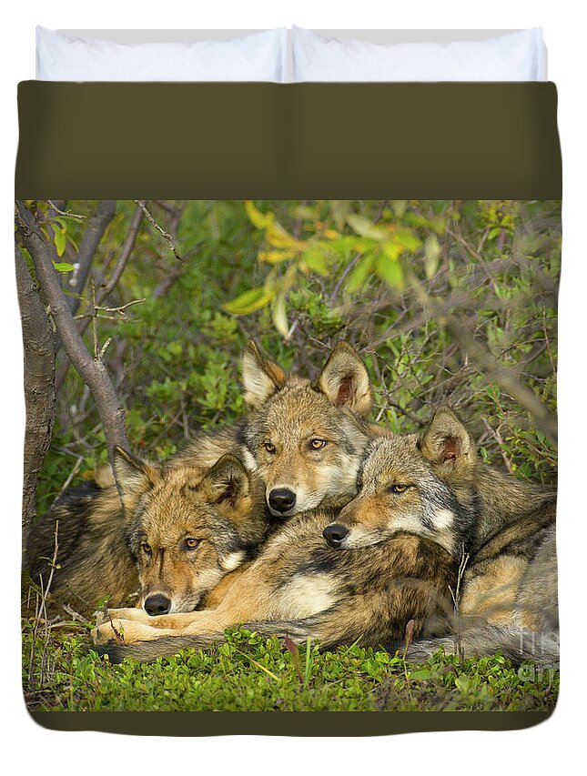 00427689 Duvet Cover featuring the photograph Timber Wolf Trio in Denali by Yva Momatiuk John Eastcott