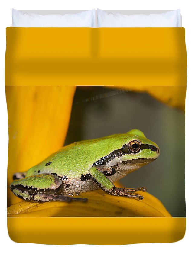 Amphibians Duvet Cover featuring the photograph Tiny Treefrog by Robert Potts