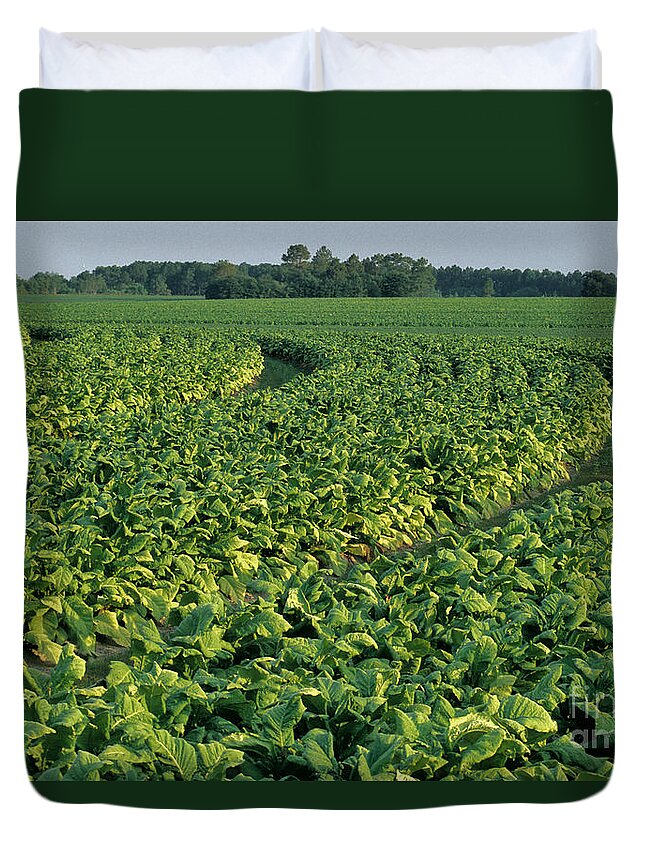 Tobacco Duvet Cover featuring the photograph Tobacco Field by Inga Spence