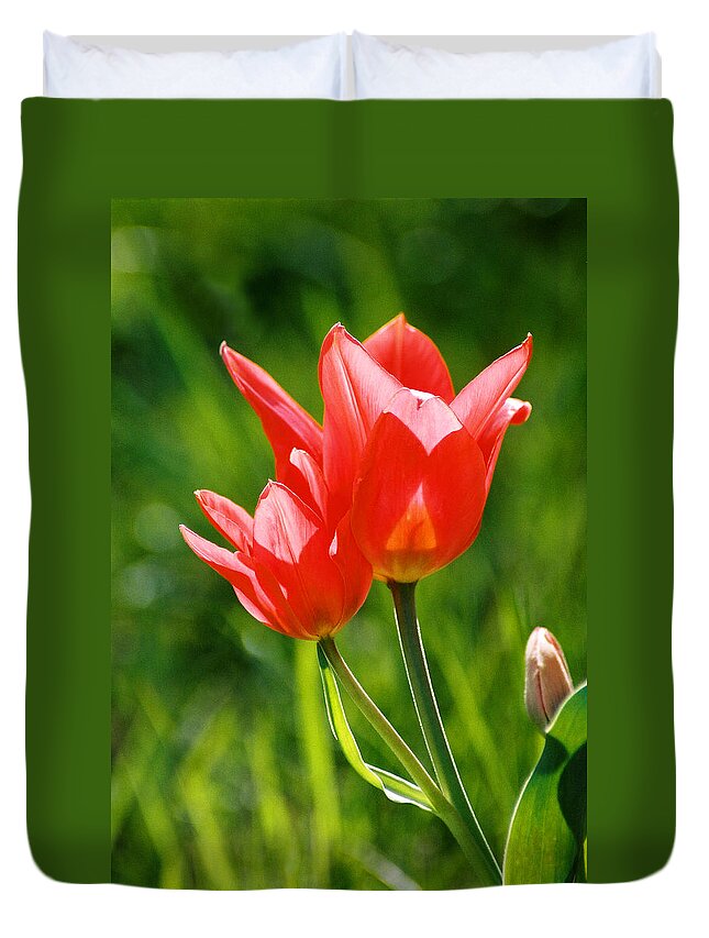 Flowers Duvet Cover featuring the photograph Toronto tulip by Steve Karol