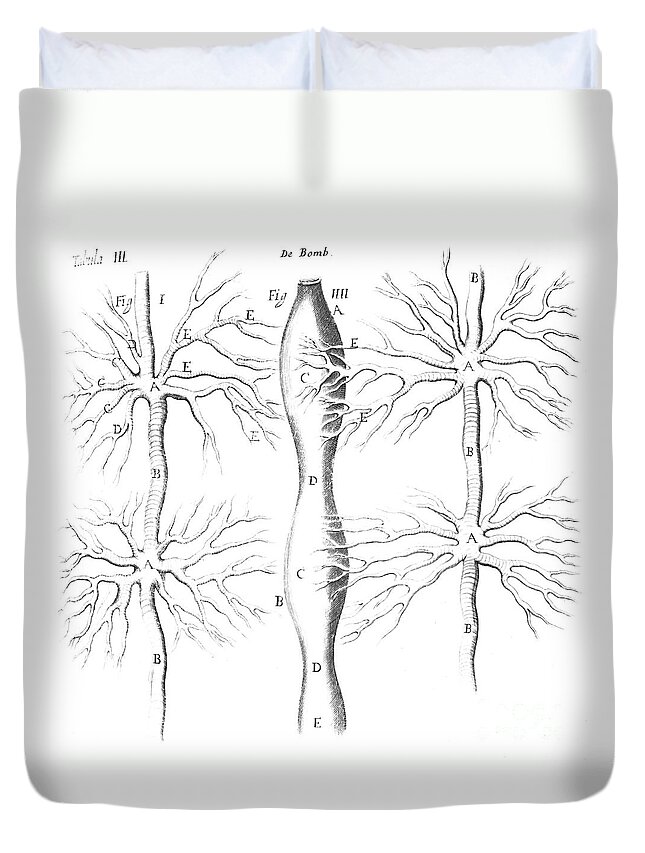 Historic Duvet Cover featuring the photograph Tracheal System Of The Silkworm by Wellcome Images
