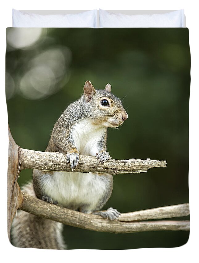 Squirrel Duvet Cover featuring the photograph Tree Rat by Bill and Linda Tiepelman