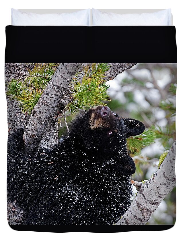 Black Bear Duvet Cover featuring the photograph Tree Top Bear by Mark Miller