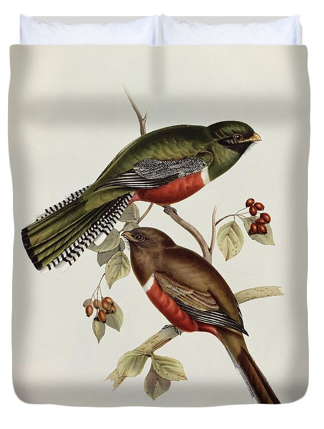 Trogon Duvet Cover featuring the painting Trogon Collaris by John Gould
