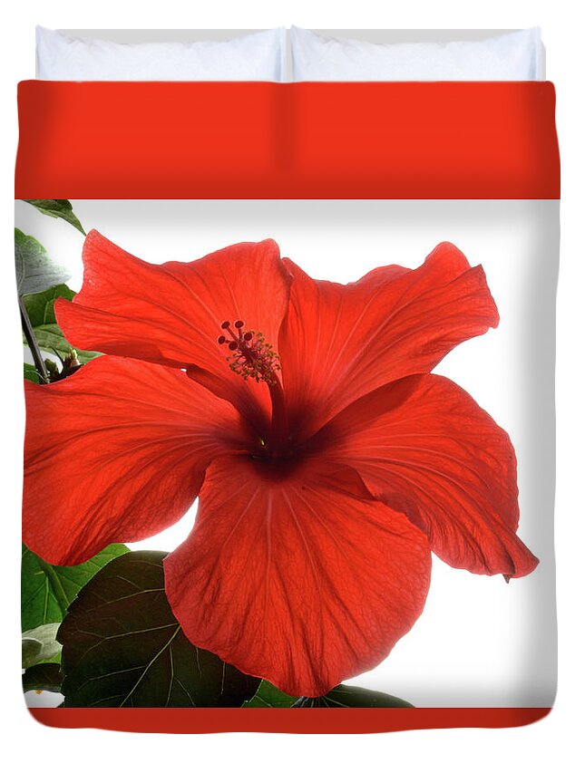 Hibiscus Duvet Cover featuring the photograph Tropical Bloom. by Terence Davis