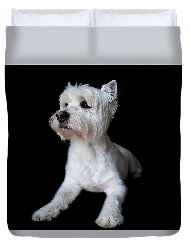 Westie Duvet Cover featuring the photograph Trot Posing by Nicole Lloyd