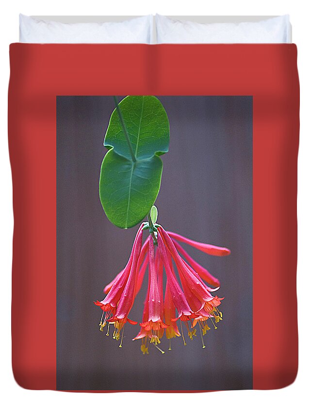 Flower Duvet Cover featuring the photograph Trumpet Honeysuckle by Jerry Griffin