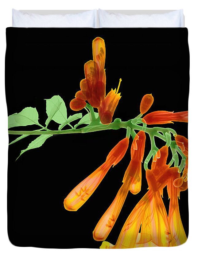 Plant Duvet Cover featuring the photograph Trumpet Vine, X-ray by Ted Kinsman