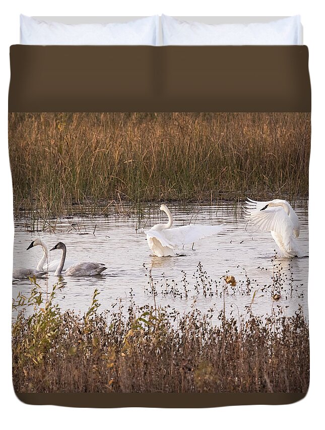 Trumpeter Swans Duvet Cover featuring the photograph Trumpeter Swans by Holly Ross