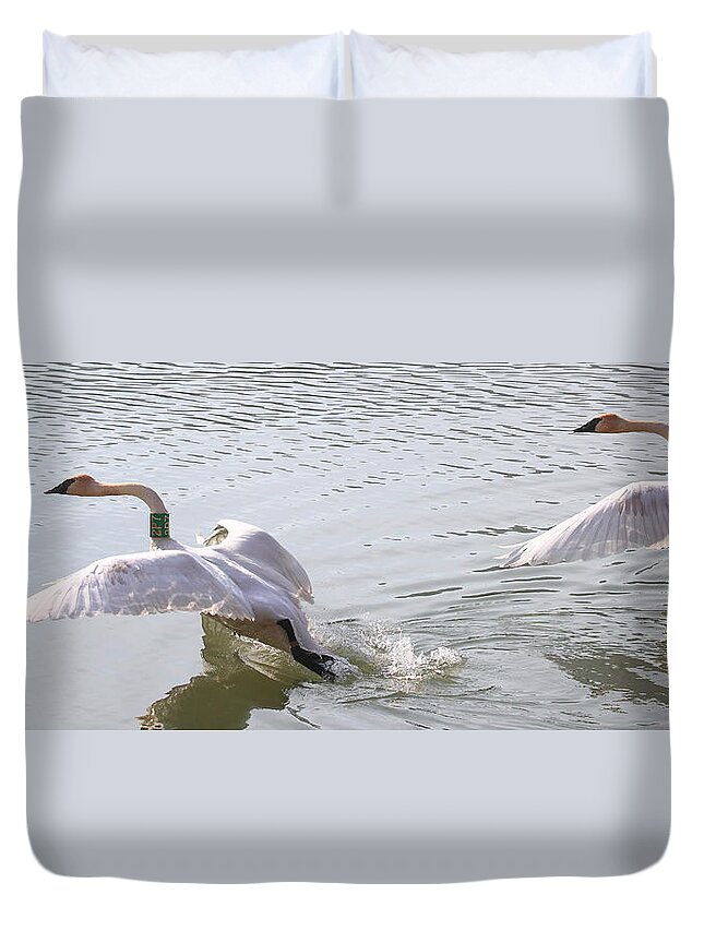 Trumpeter Swans Duvet Cover featuring the photograph Trumpeter Swans Taking Off by Michael Dougherty