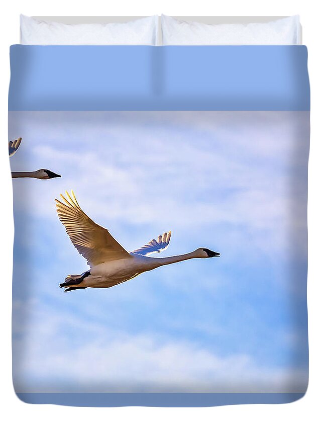 Swans Duvet Cover featuring the photograph Trumpeters in Flight by Penny Meyers