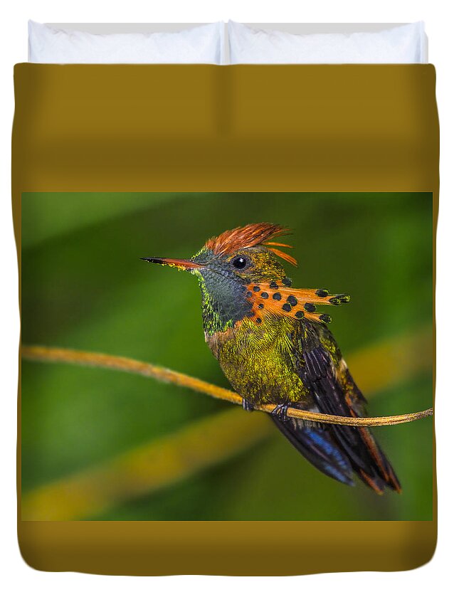 Tufted Coquette Duvet Cover featuring the photograph Tufted Coquette by Tony Beck