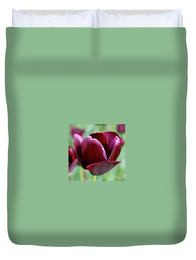 Tulip Duvet Cover featuring the photograph Tulip Opening by Justin Connor