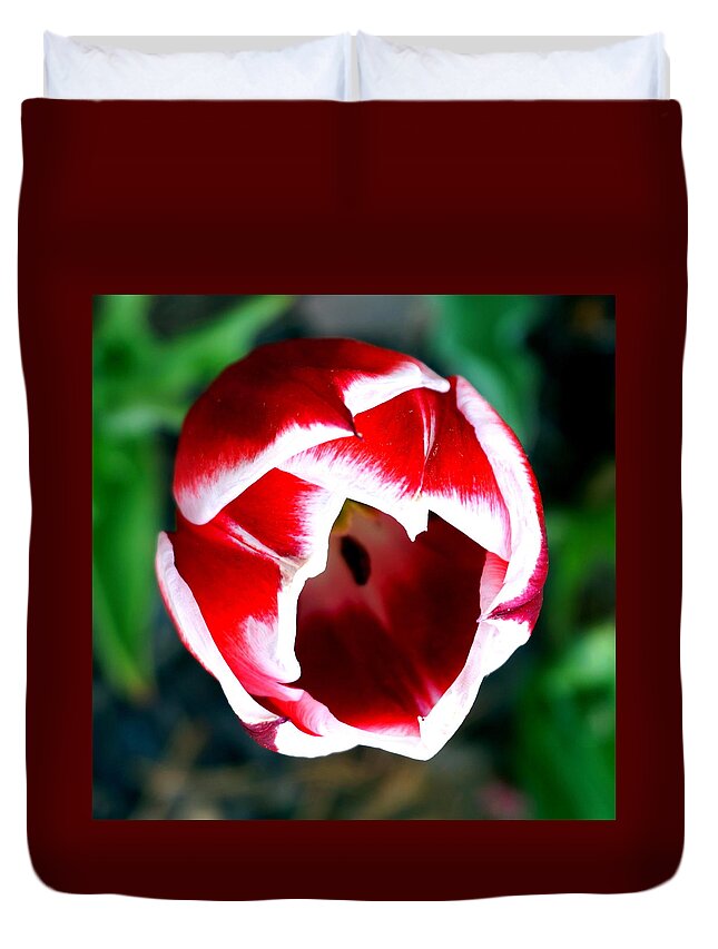 Spring Duvet Cover featuring the photograph Tulip opening by Katy Hawk
