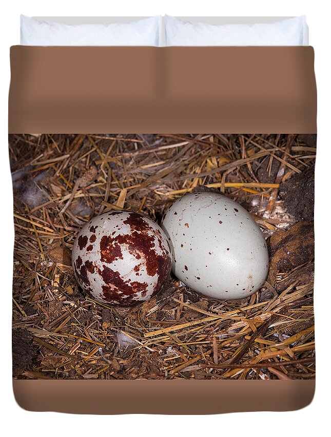 Wildlife Duvet Cover featuring the photograph Turkey Vulture Eggs by Jeff Phillippi
