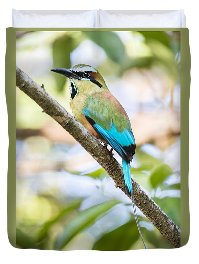 Animals In The Wild Duvet Cover featuring the photograph Turquoise-browed motmot by Oscar Gutierrez