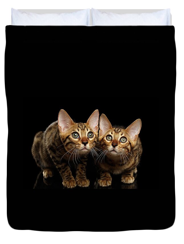 Cat Duvet Cover featuring the photograph Two Bengal Kitty Looking in Camera on Black by Sergey Taran