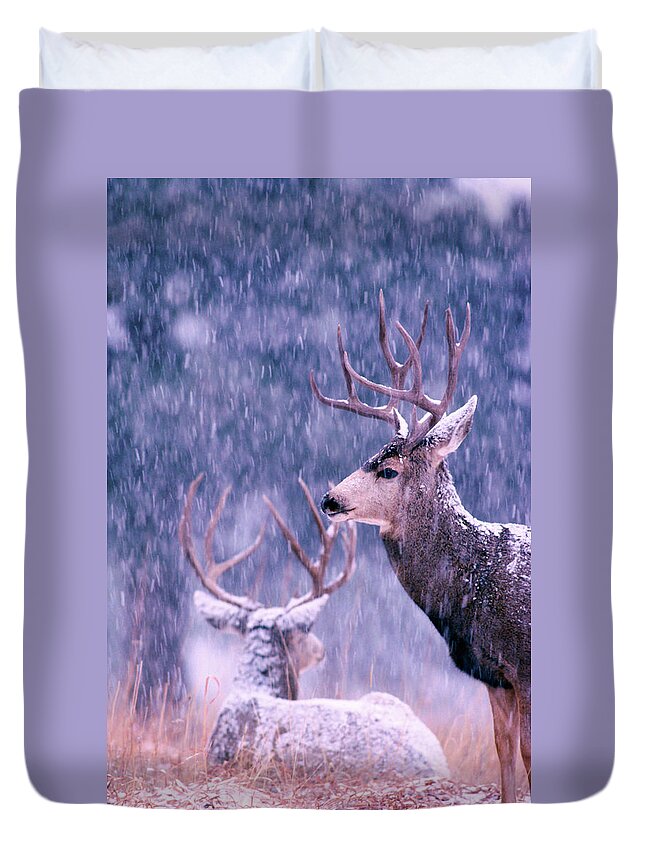 Mark Miller Photos Duvet Cover featuring the photograph Two Mule Deer Bucks in Snow by Mark Miller