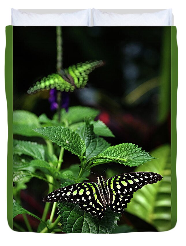 Animal Duvet Cover featuring the photograph Two Tailed Jay Butterflies- Graphium agamemnon by Rick Bures