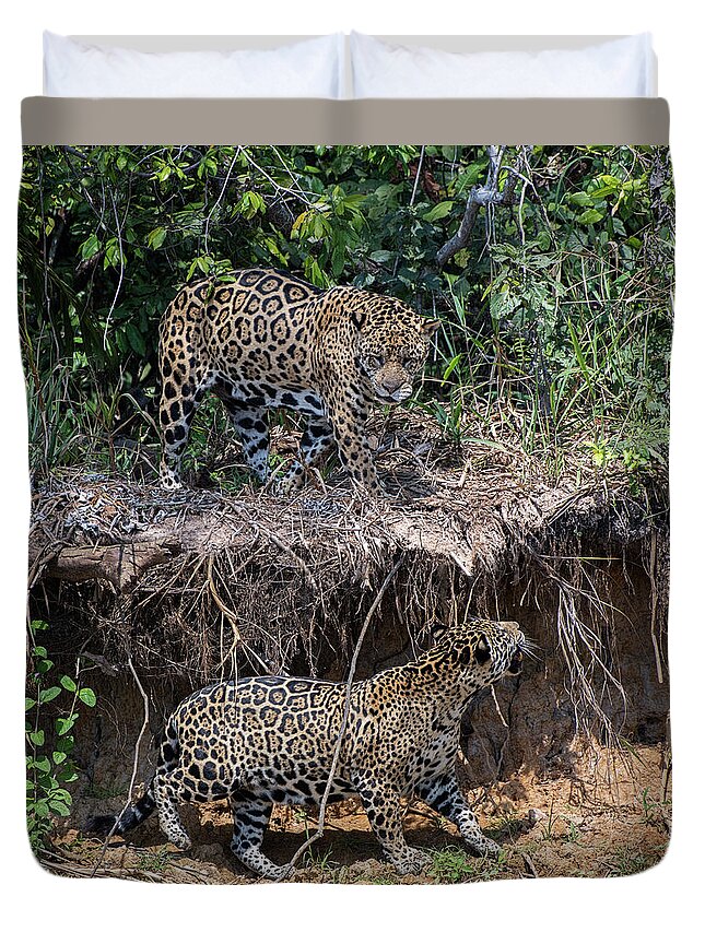Jaguar Duvet Cover featuring the photograph Two to Tango by Wade Aiken