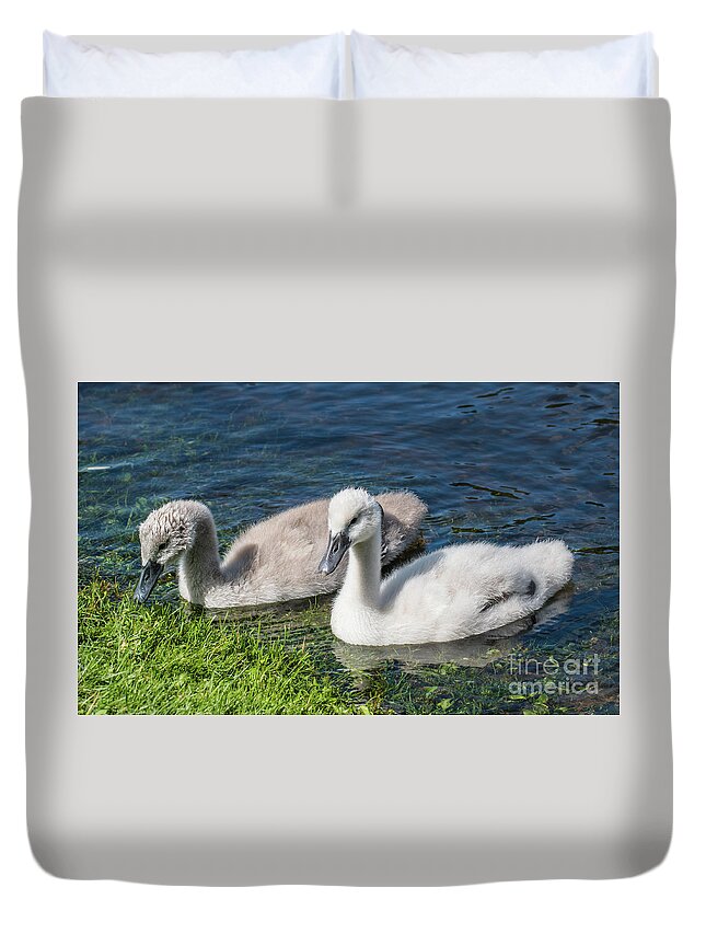 Cygnus Olor Duvet Cover featuring the photograph Two young cygnets of mute swan swimming in a lake by Amanda Mohler