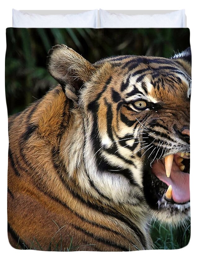 Tigers Duvet Cover featuring the photograph Very Cranky Today by Elaine Malott