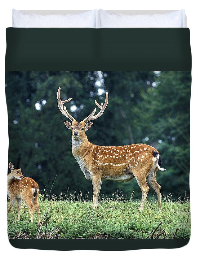 Adult Duvet Cover featuring the photograph Vietnamese Sika Deer by Gerard Lacz