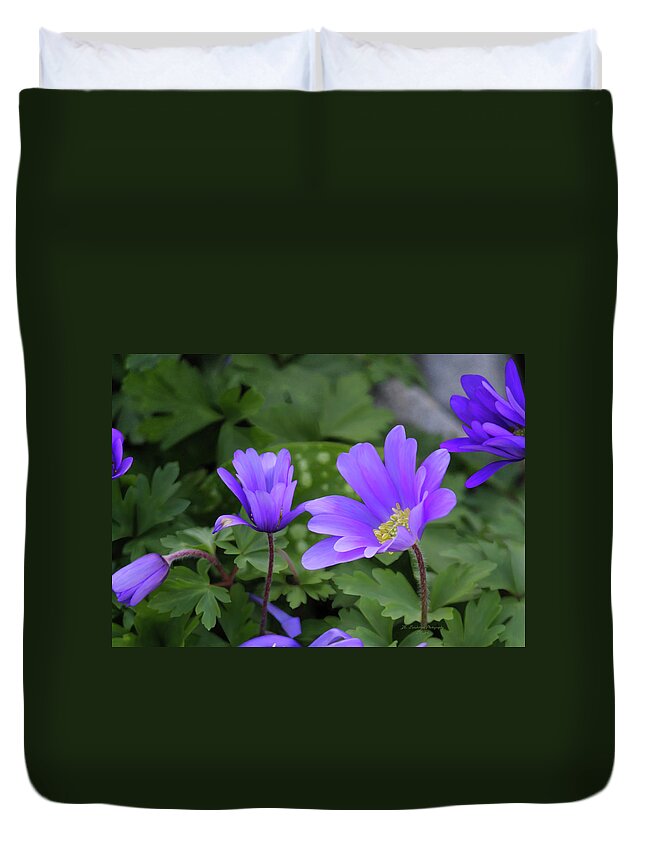 Tea Time Duvet Cover featuring the photograph Vinca In The Morning by Jeanette C Landstrom