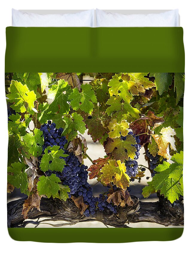 Grapes Duvet Cover featuring the photograph Vineyard Grapes by Garry Gay