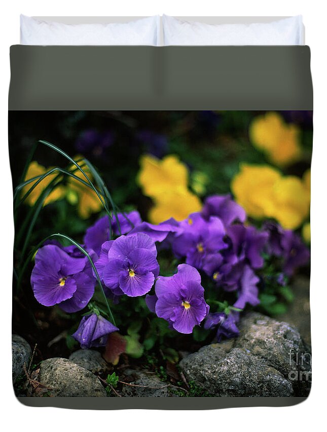 Pansy Duvet Cover featuring the photograph Violet and yellow pansies by Riccardo Mottola