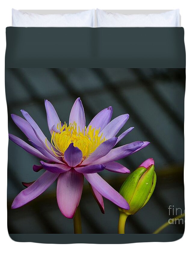 Flower Duvet Cover featuring the photograph Violet and yellow water lily flower with unopened bud by Imran Ahmed