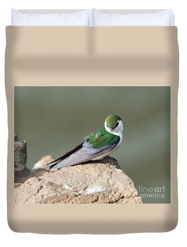 Violet-green Swallow Duvet Cover featuring the photograph Violet-Green Swallow by Michael Dawson