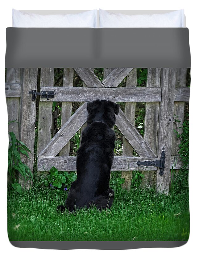 Animals Duvet Cover featuring the photograph Waiting At The Gate by Jim Shackett