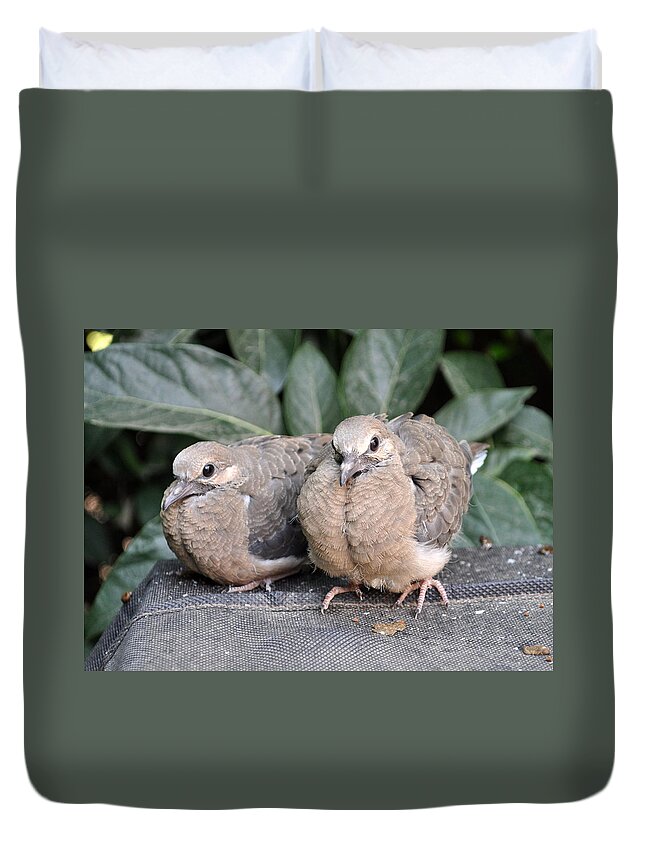 Animals Duvet Cover featuring the photograph Waiting For Momma To Bring Some Food by Jay Milo