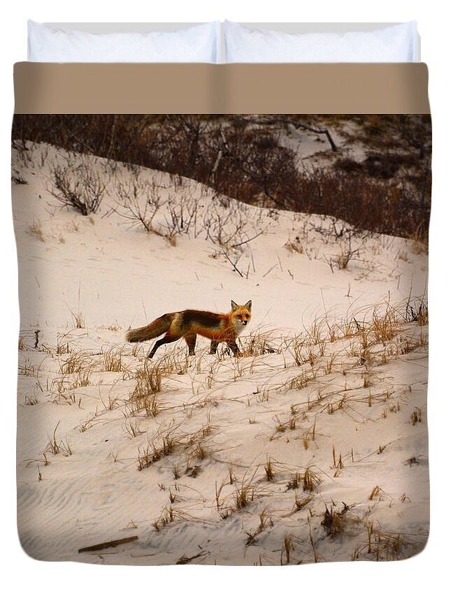 Walking Red Fox Duvet Cover featuring the photograph Walking Fox by Raymond Salani III