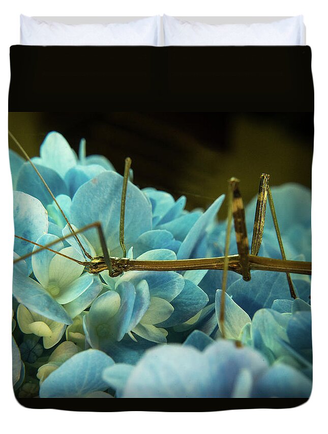 Phasmatodea Duvet Cover featuring the photograph Walking Stick up Close and Personal by Douglas Barnett