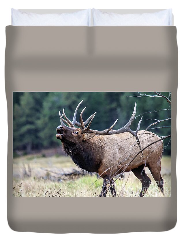 Elk Duvet Cover featuring the photograph Walking the Runway by Jim Garrison