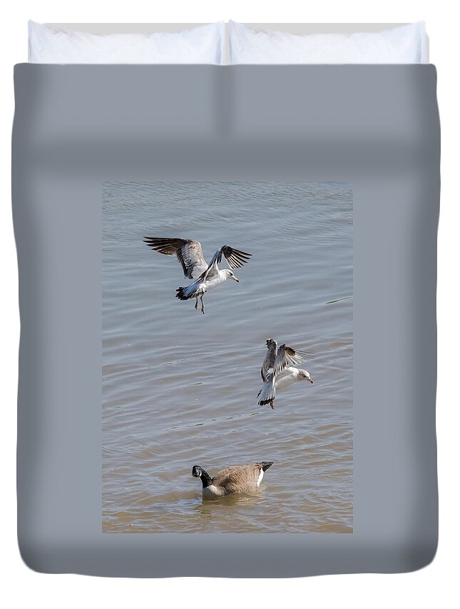 Gull Duvet Cover featuring the photograph Watch Out Below by Holden The Moment