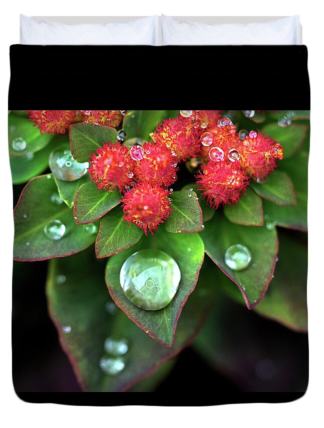 Rain Drop Duvet Cover featuring the photograph Water Drops on Christmas Flower by Crystal Wightman