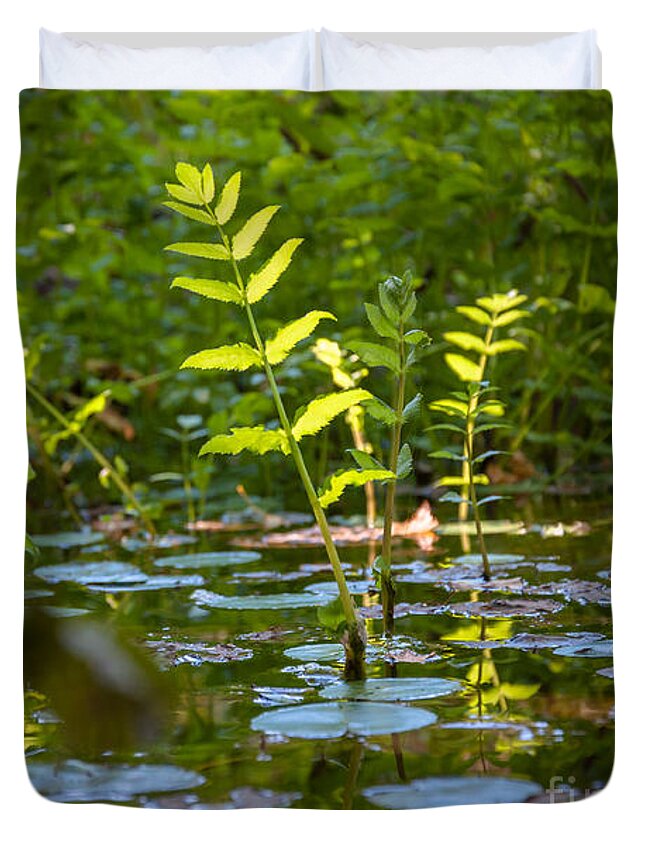Plants Duvet Cover featuring the photograph Water plants by Mariusz Talarek