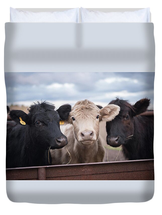 Cows Duvet Cover featuring the photograph We Three Cows by Holden The Moment