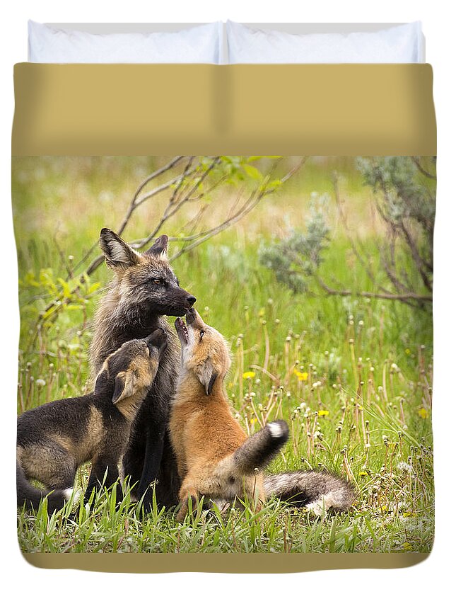 Cross Fox Duvet Cover featuring the photograph Welcome by Aaron Whittemore
