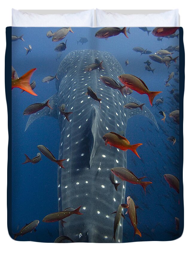 Mp Duvet Cover featuring the photograph Whale Shark Galapagos Islands by Pete Oxford
