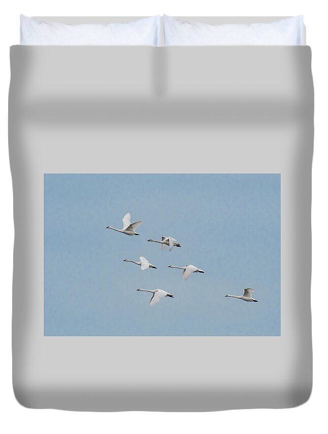 Nature Duvet Cover featuring the photograph Whistling Swan in Flight by Donald Brown