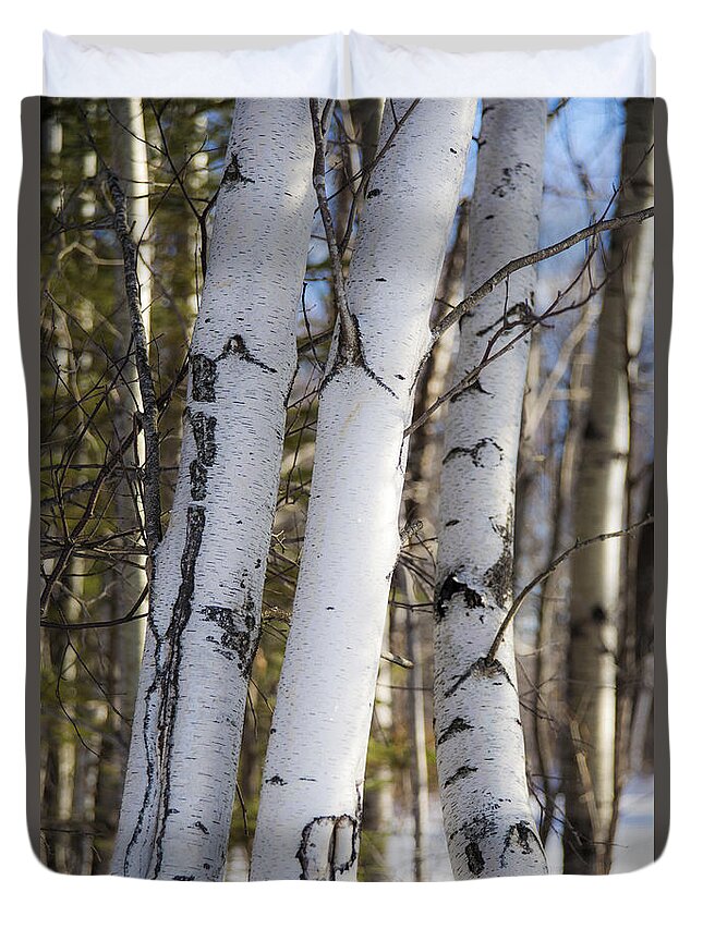 Tree Duvet Cover featuring the photograph White Birch Tree Trunks by Alana Ranney