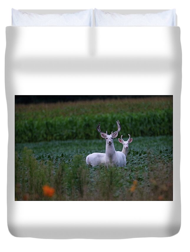 White Duvet Cover featuring the photograph White Bucks by Brook Burling